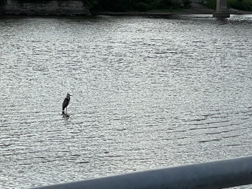 Photo of heron resting on something in Mississippi River as seen from downtown riverfront park in Moline Illinois